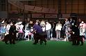 Crufts2010 1162